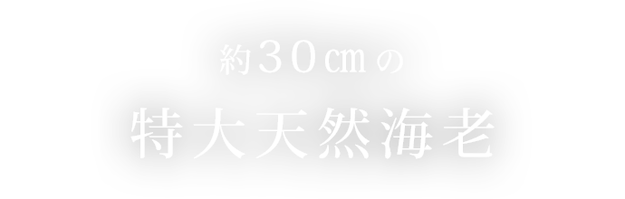 約30㎝の特大天然海老